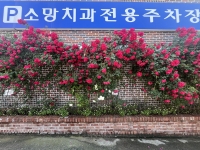 치과에 장미꽃…